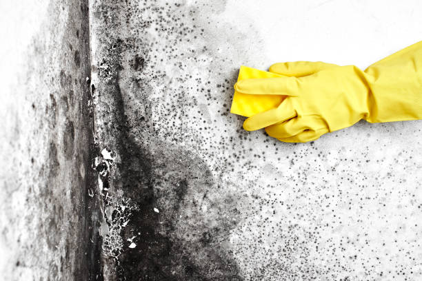 Best Home Mold Removal  in Clendenin, WV