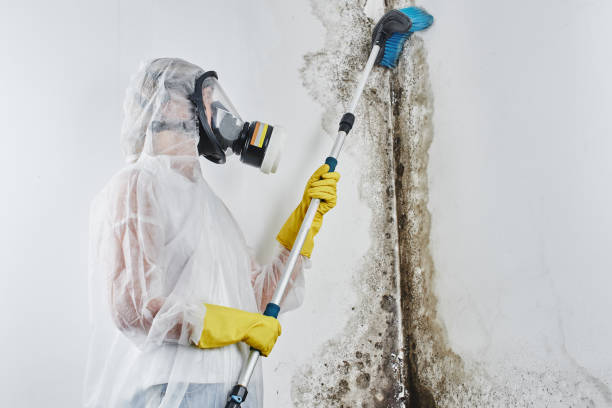 Best Mold Removal Company Near Me  in Clendenin, WV