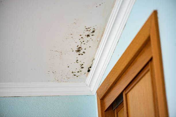 Clendenin, WV Mold Removal Company