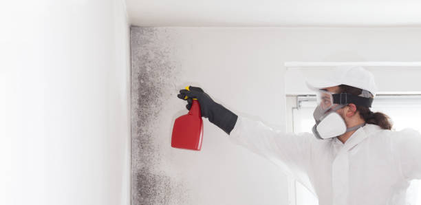 Best Mold Remediation  in Clendenin, WV