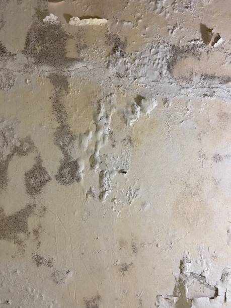 Home Mold Removal in Clendenin, WV