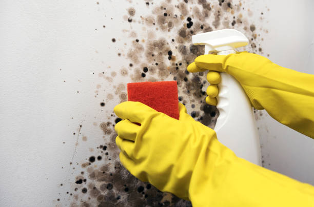 Best Mold Inspection  in Clendenin, WV