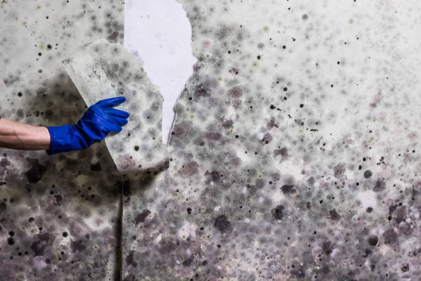 Best Black Mold Removal  in Clendenin, WV